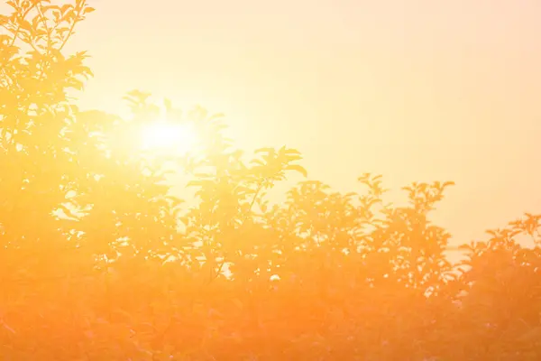 Золоті Кольори Заходу Сонця Силуетами Літнього Часу — стокове фото