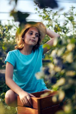 Aile çiftliğinde böğürtlen dolu bir kutuyla küçük bir kız, iş konsepti, yaz işi ve genç yaştan itibaren sorumluluk almak..