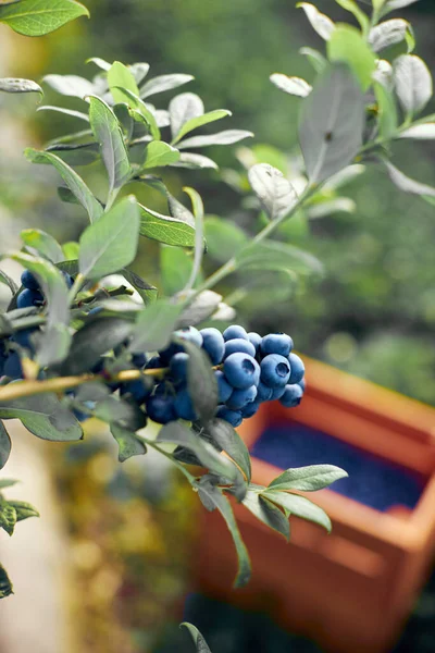 Bleuets Frais Biologiques Prêts Pour Récolte — Photo