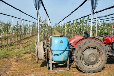 Kiraz tarlasında spreyli traktör..