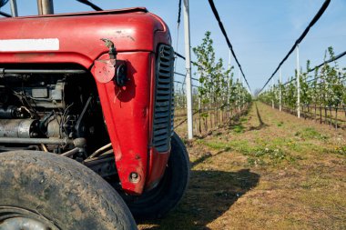 Kiraz tarlasında eski model traktör..