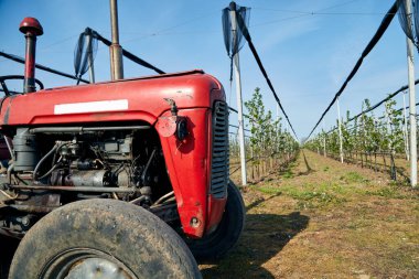 Kiraz tarlasında eski model traktör..