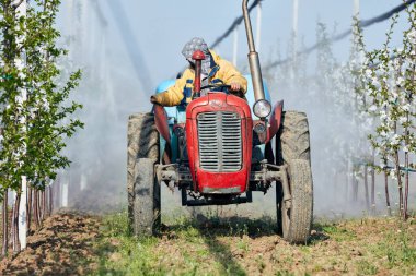 Çiftçi kiraz tarlasında traktörü spreyle sürüyor..