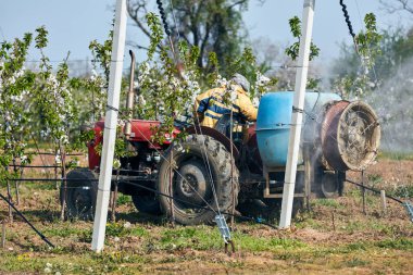 Çiftçi kiraz tarlasında traktörü spreyle sürüyor..
