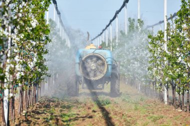 Çiftçi kiraz tarlasında traktörü spreyle sürüyor..