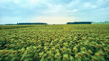 Ayçiçeği tarlasında hızla uçan drone görüntüsü.