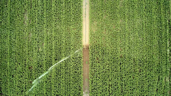 玉米田里浇水的无人机视图 — 图库照片