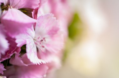 Dianthus chinensis çiçekler