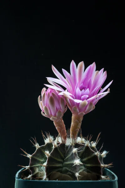 Two pink cactus flowers on black — Stock Photo, Image