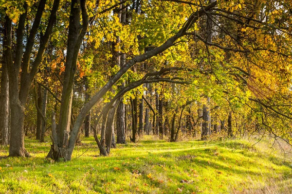 Sonbahar ormanı — Stok fotoğraf