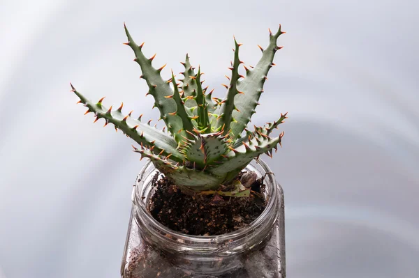 Aloe vera plante sur un fond plat — Photo