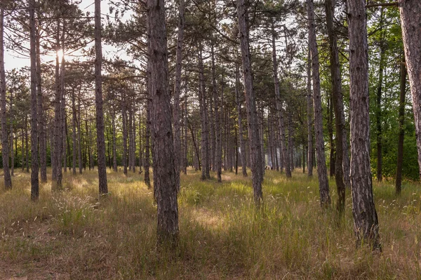 Çam ormanı — Stok fotoğraf