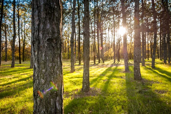 Bosque de pino —  Fotos de Stock