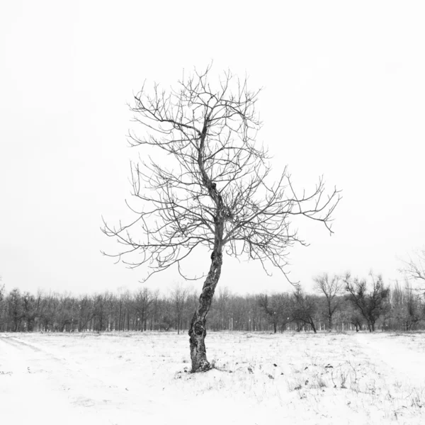 白雪中的无花果树 — 图库照片