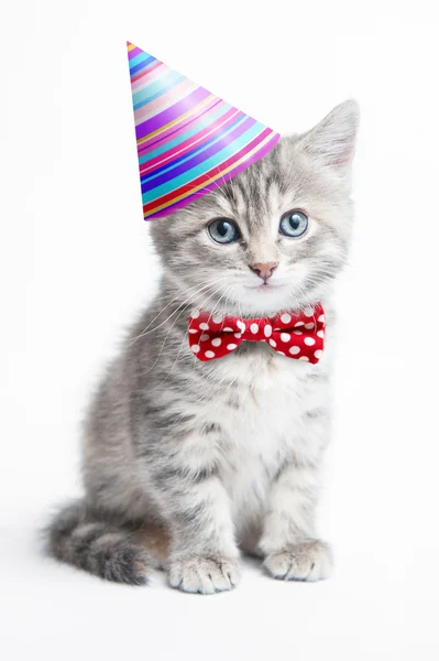 Gatinho cinzento com um chapéu e um laço — Fotografia de Stock