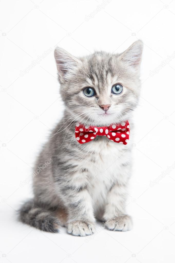Grey kitten with a bow tie
