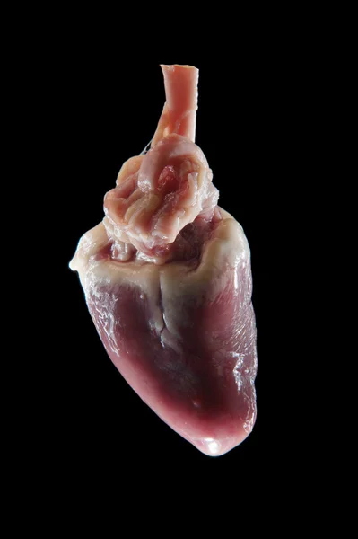 Raw chicken heart — Stock Photo, Image