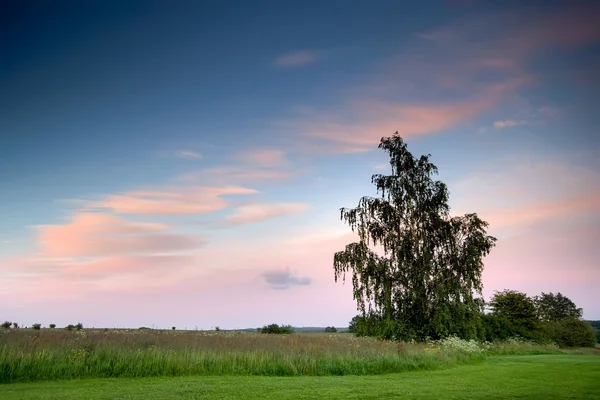 Lonely tree and a sunset — Stock Photo, Image