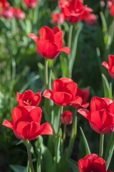 Tulipanes florecientes en un día soleado — Foto de Stock