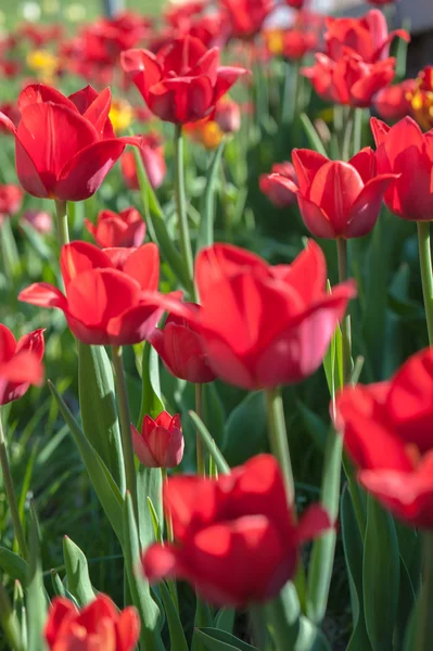 Blühende Tulpen an einem sonnigen Tag — Stockfoto