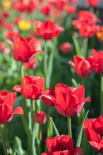 Blühende Tulpen an einem sonnigen Tag — Stockfoto