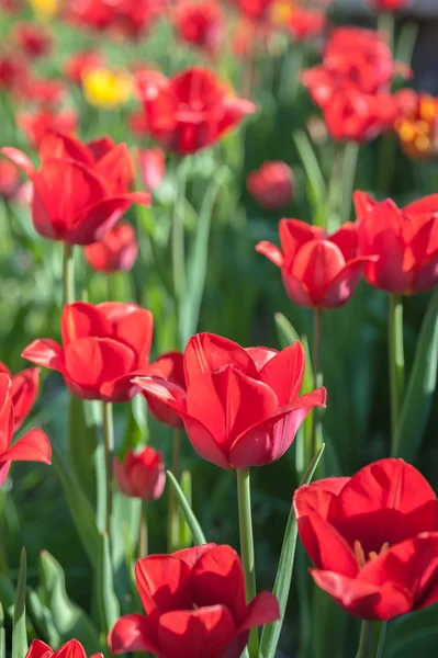 Blühende Tulpen an einem sonnigen Tag — Stockfoto