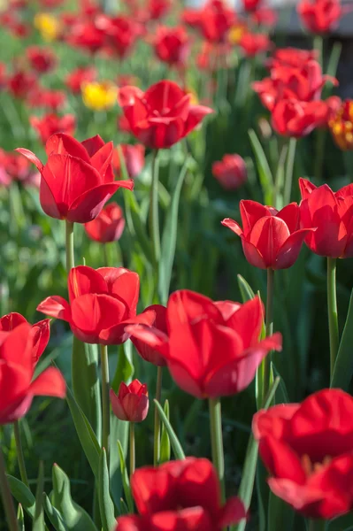 Blühende Tulpen an einem sonnigen Tag — Stockfoto