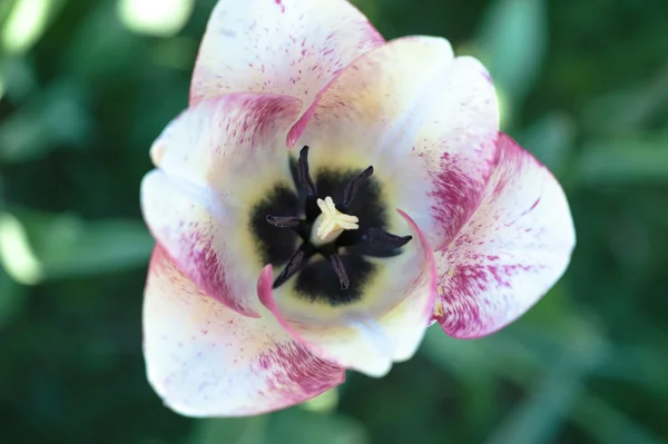 Weiße blühende Tulpe an einem sonnigen Tag — Stockfoto