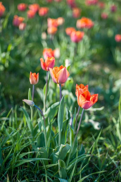 Tulipanes florecientes en un día soleado — Foto de Stock