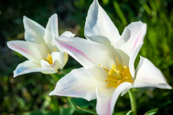 Florecientes tulipanes blancos en un día soleado — Foto de Stock