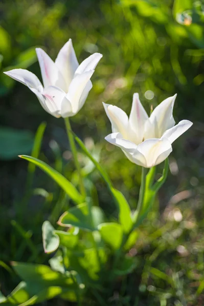 Tulipán blanco floreciente en un día soleado — Foto de Stock