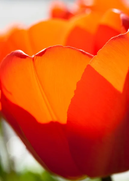 Tulipas florescendo vermelho em um dia ensolarado — Fotografia de Stock