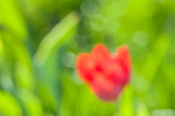 Fondos borrosos de tulipanes florecientes en un día soleado — Foto de Stock
