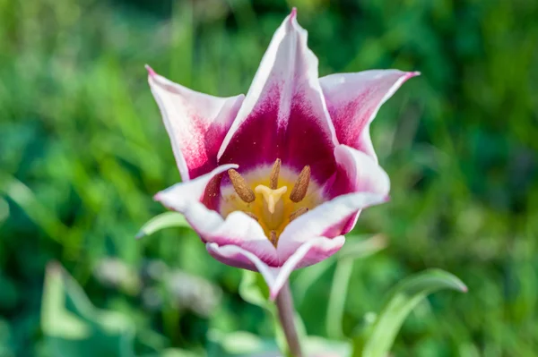 Tulipán blanco floreciente en un día soleado — Foto de Stock