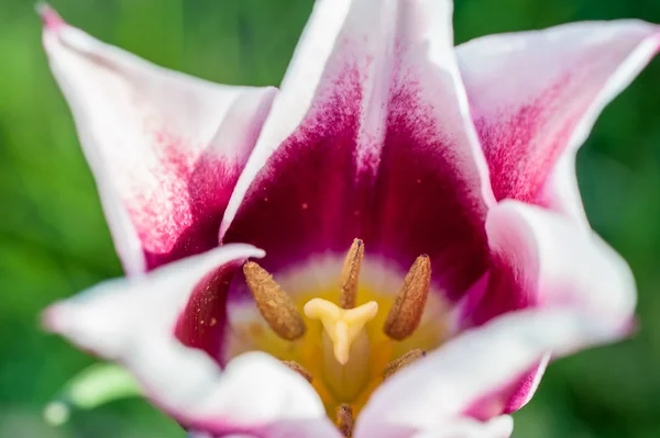 Weiße blühende Tulpe an einem sonnigen Tag — Stockfoto