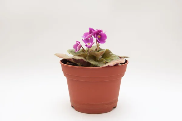 Violet in a pot — Stock Photo, Image