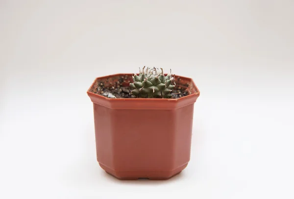 Cactus on a plain background — Stock Photo, Image