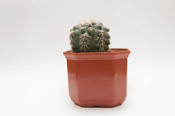 Kaktus na prostym tle — Zdjęcie stockowe