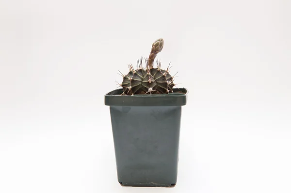 Cactus on a plain background — Stock Photo, Image