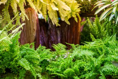 Yeşil eğrelti otlarının ve güzel eski kütüklerin peyzaj fotoğrafları.