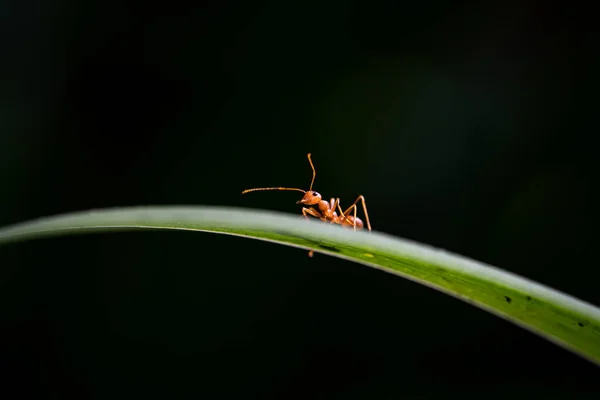 Acercamiento Una Hormiga Roja Sobre Hoja Verde Fondo Negro — Foto de Stock