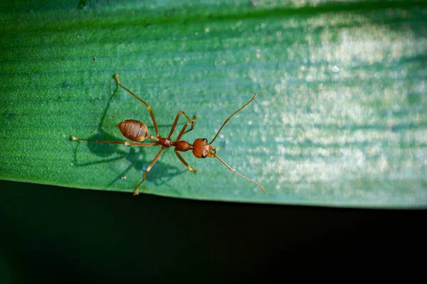 Κοντινό Πλάνο Ένα Κόκκινο Μυρμήγκι Πράσινο Φύλλο Και Μαύρο Φόντο — Φωτογραφία Αρχείου