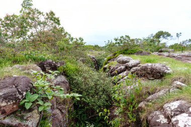 Ormandaki büyük bir kaya yarığının fotoğrafı.
