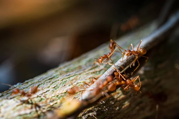 Κοντινή Φωτογραφία Αποικίας Κόκκινων Μυρμηγκιών Στο Ξύλο — Φωτογραφία Αρχείου