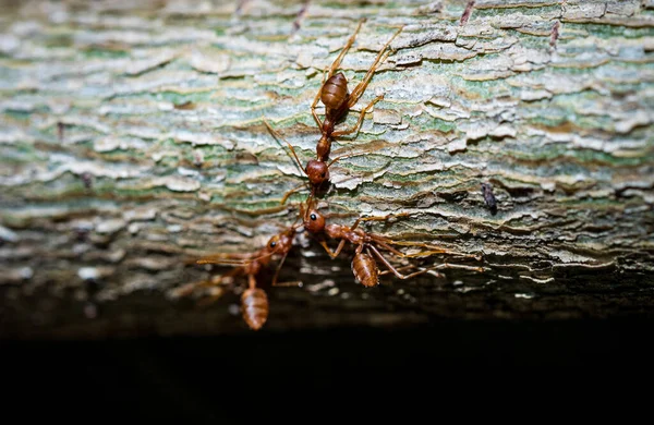 Detailní Záběr Kolonie Červených Mravenců Dřevě — Stock fotografie