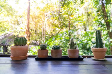 Tencerelere yakın minyatür bir kaktüs ve yumuşak bir arka plan yeşil ormanı vurguluyor..
