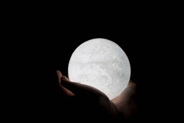 Close Holding Moon Palm Royalty Free Stock Photos