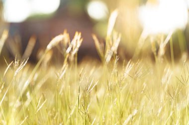 Güzel günbatımı ve yumuşak odaklı çimen çiçeği.