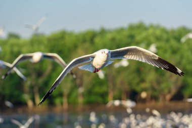 Gökyüzünde sürüleriyle uçan beyaz bir martının fotoğrafı..