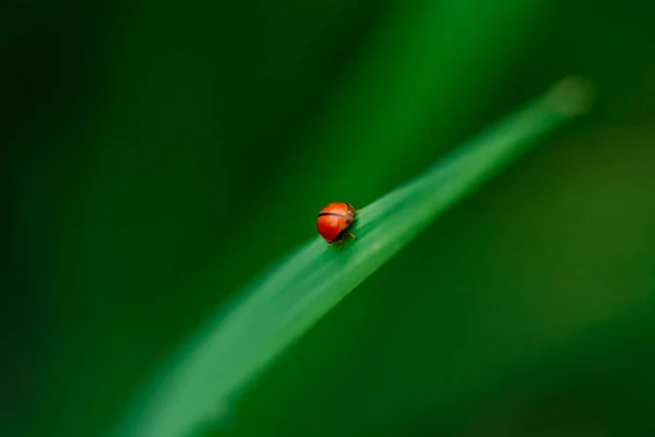 用稻叶和绿色软聚焦点背景近距离拍摄瓢虫 — 图库照片